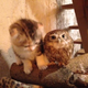 Image for article titled When a Cat and an Owl Develop a Beautiful Friendship
